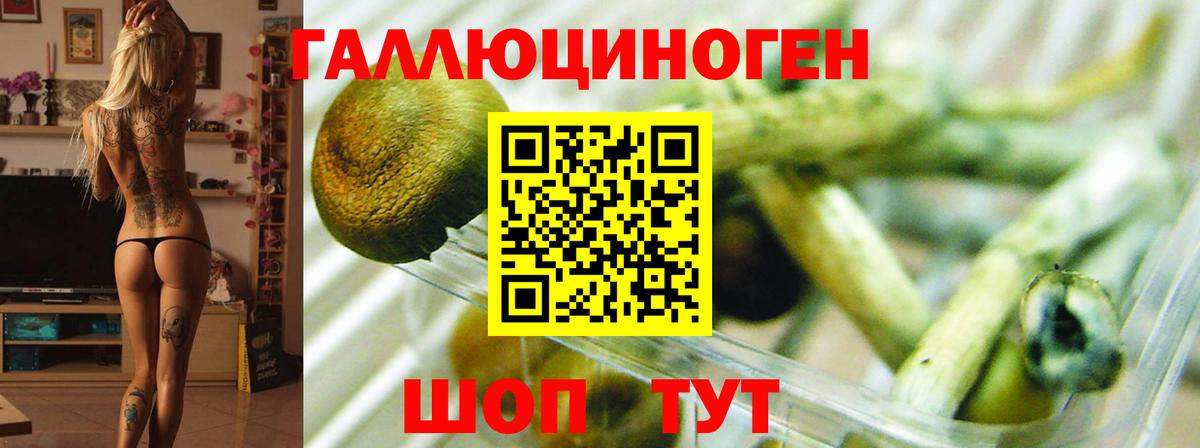 Светлоград  Галлюциногенные грибы мицелий  Вход с VPN 